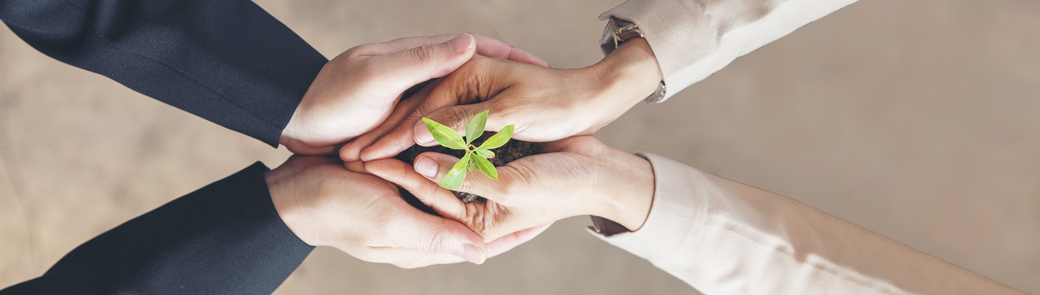 Zwei Personen die Gemeinsam einen Pflanzensprössling halten 