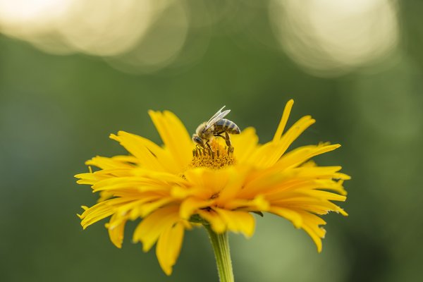 Ein Bild einer Biene in einer Blume