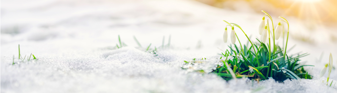 Ein Stück Gras im Schnee